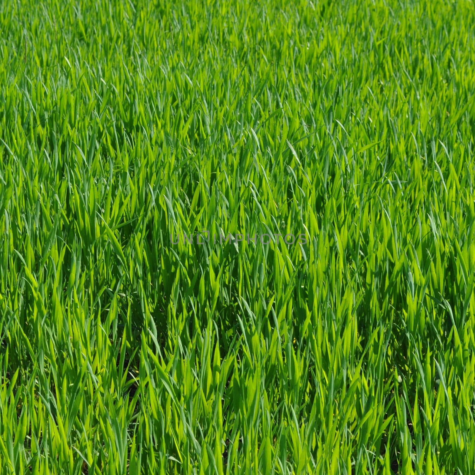 Green grass in meadow or lawn useful as a background