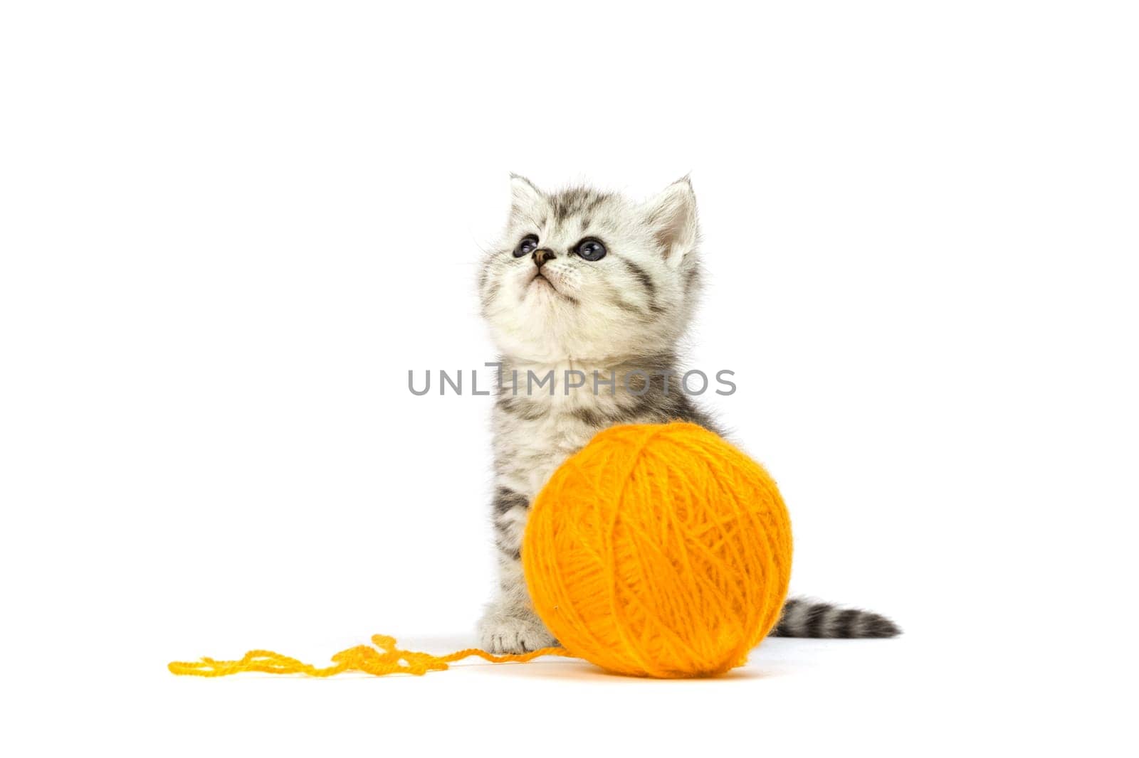 Little Tiger