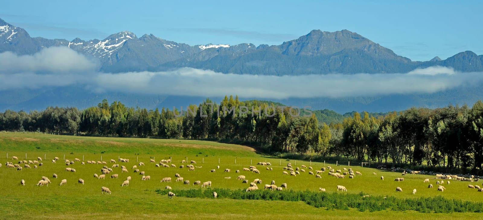 Sheep pasture