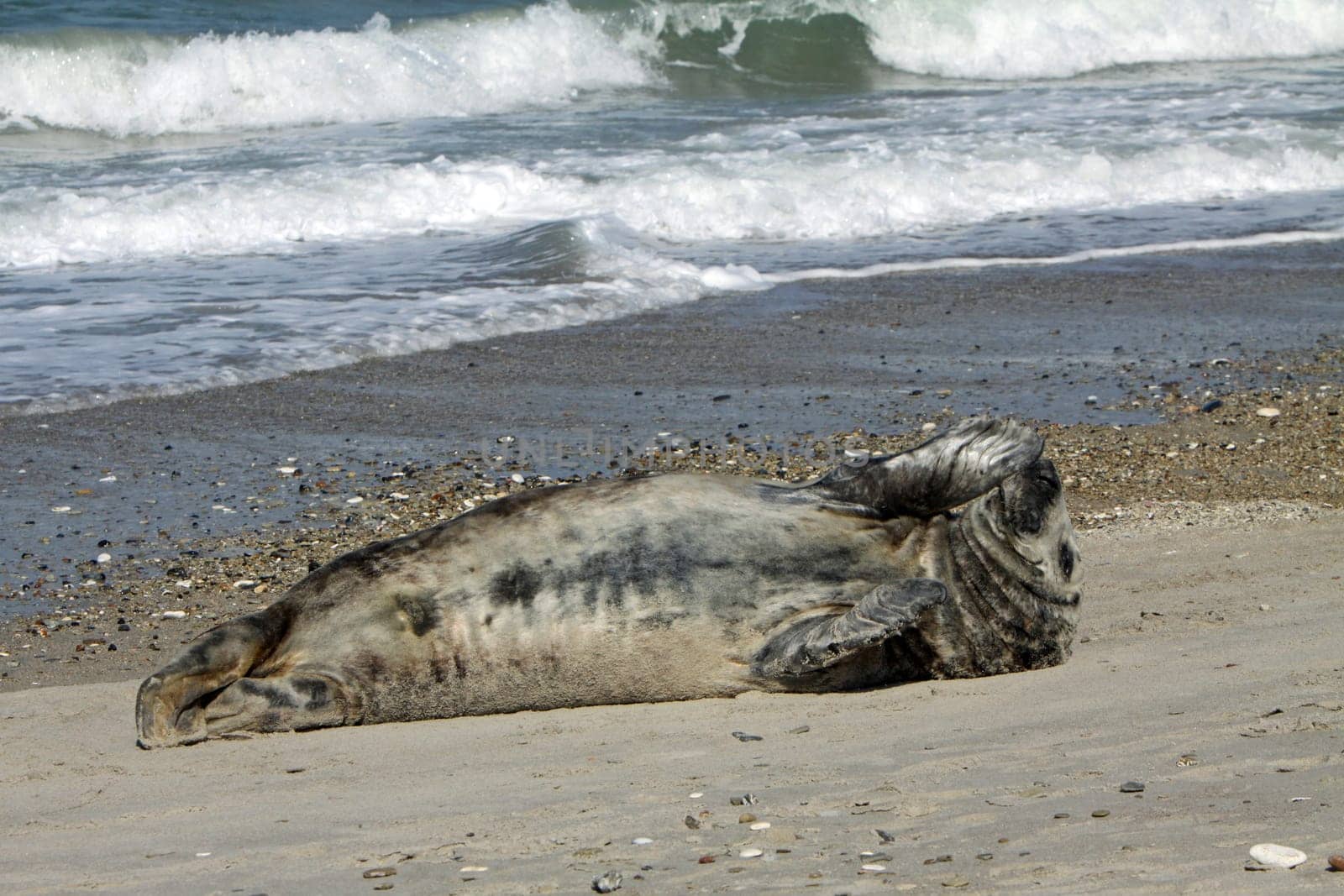 Grey seal on Heligoland