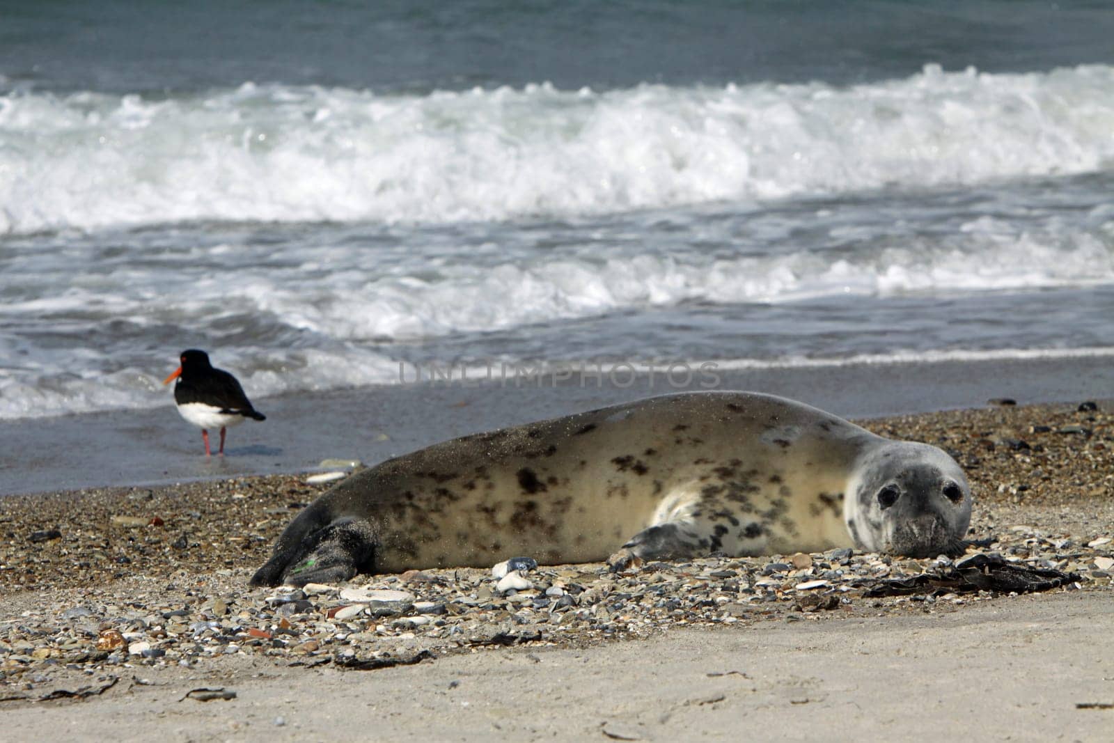 Grey seal on Heligoland