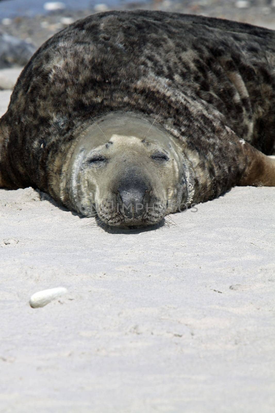 Grey seal on Heligoland