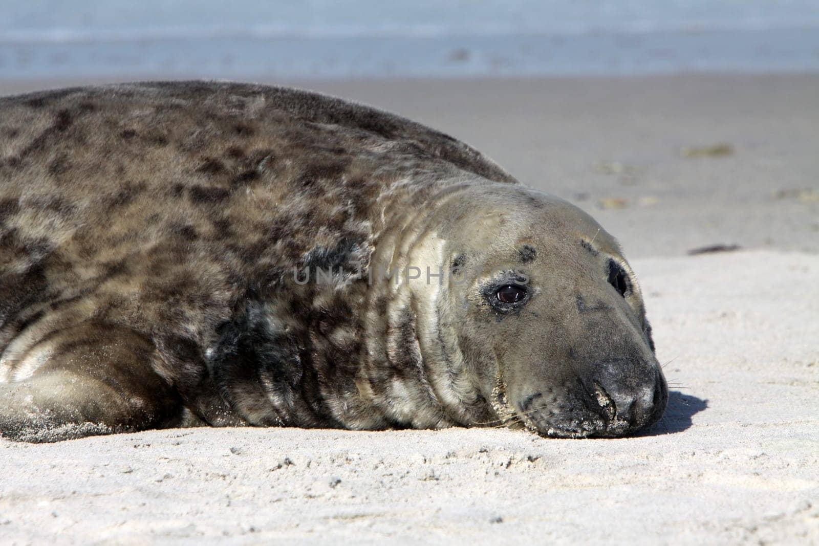 Grey seal on Heligoland