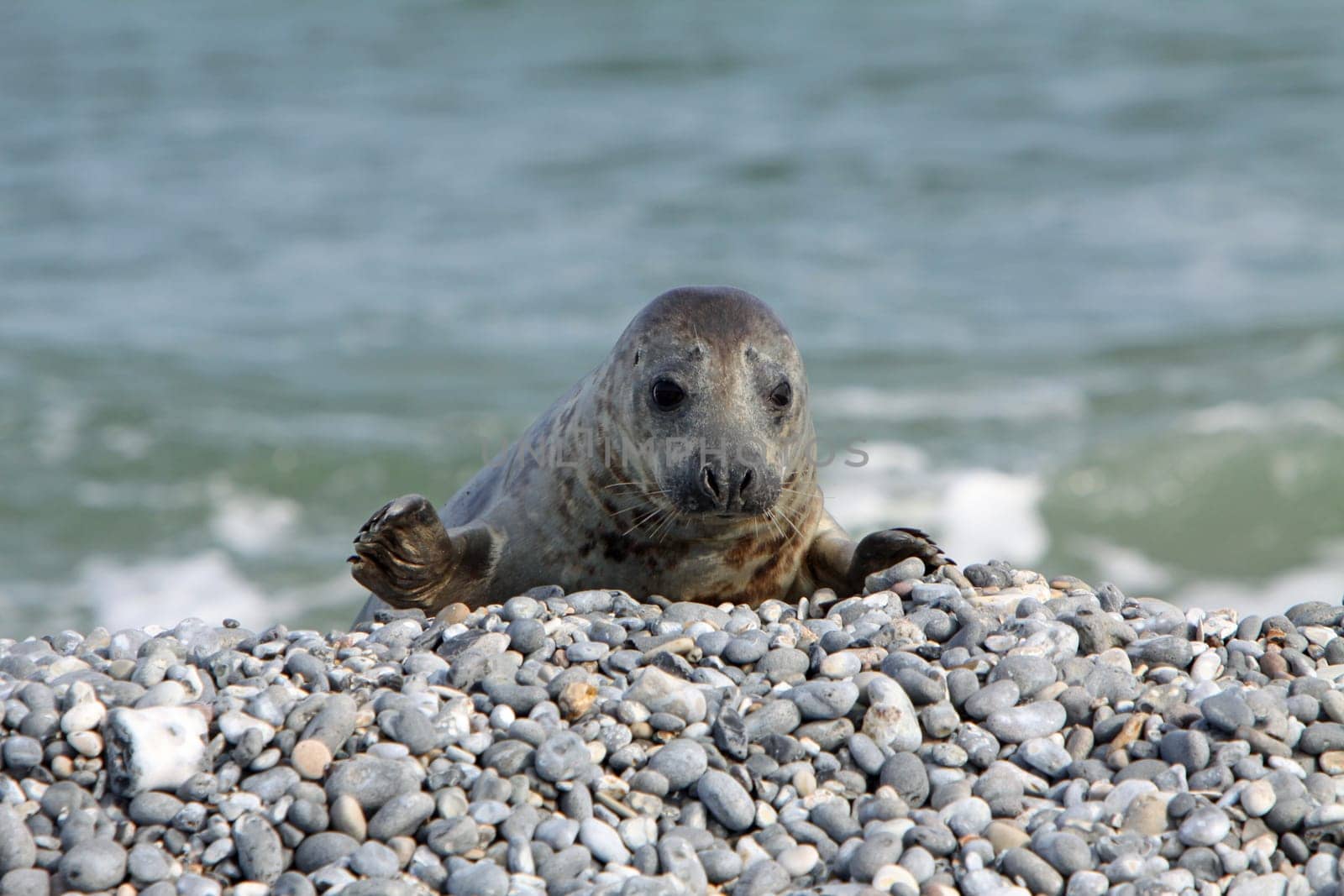Grey seal on Heligoland