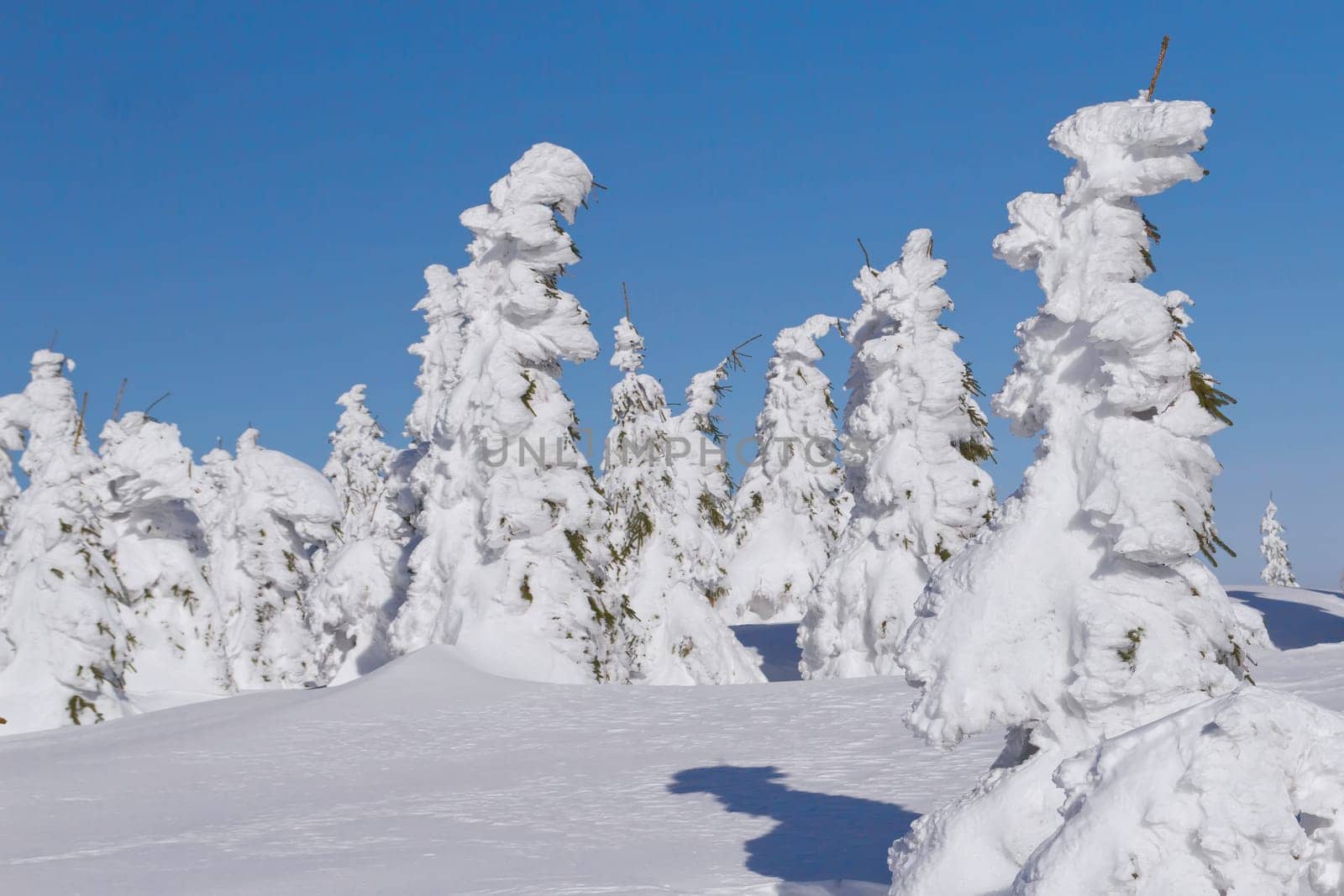 Winter view of snow covered mountain and trees with blue sky in the background (Mountains Jeseniky, Czech Republic)