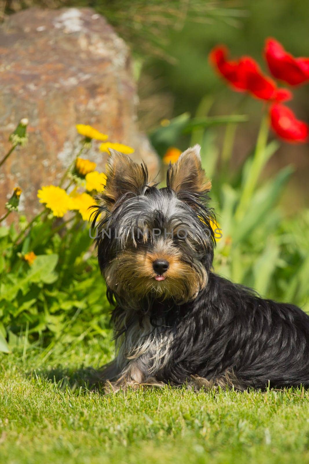 Portrait of Yorkshire Terrier sticking out his tongue. Yellow and red flowers in the background.