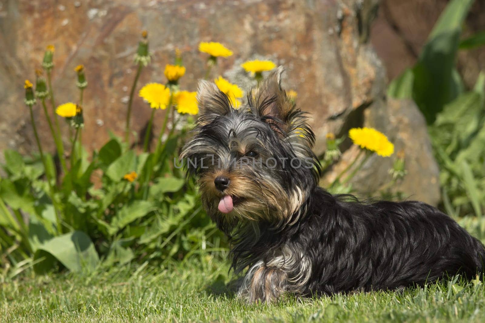 Portrait of Yorkshire Terrier. Yellow lowers in the background.