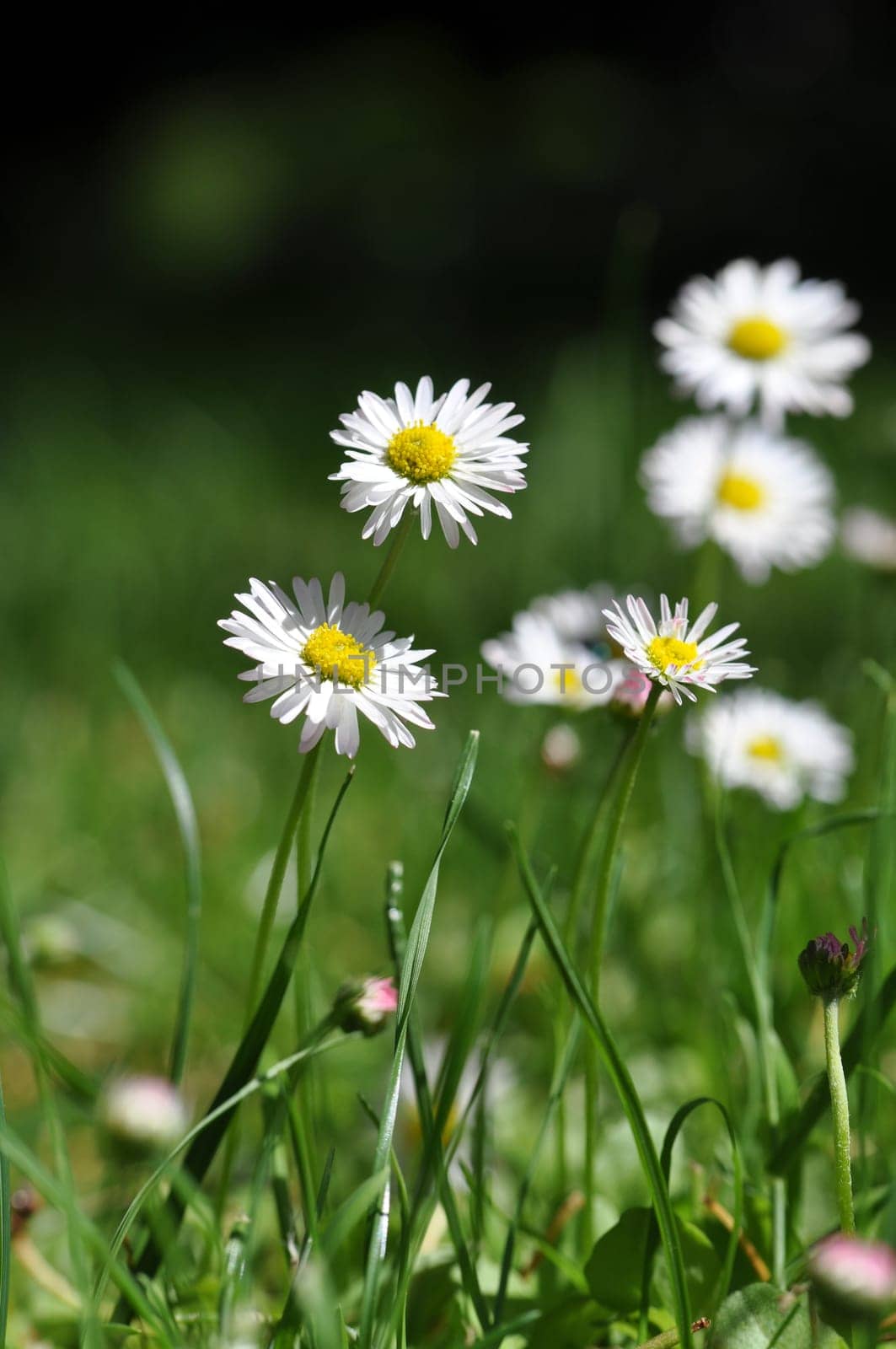 Daisy