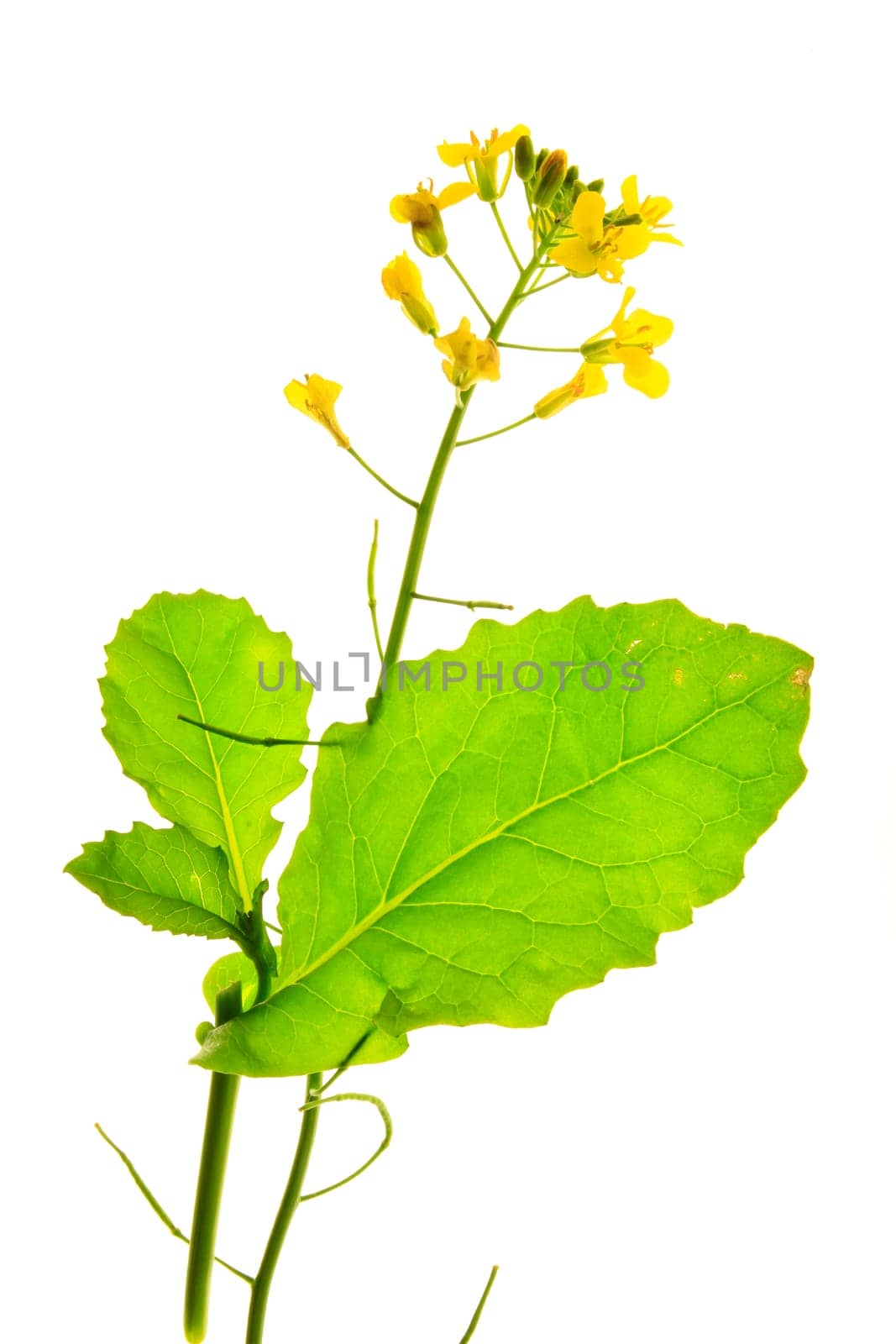 Blooming rapeseed against white background