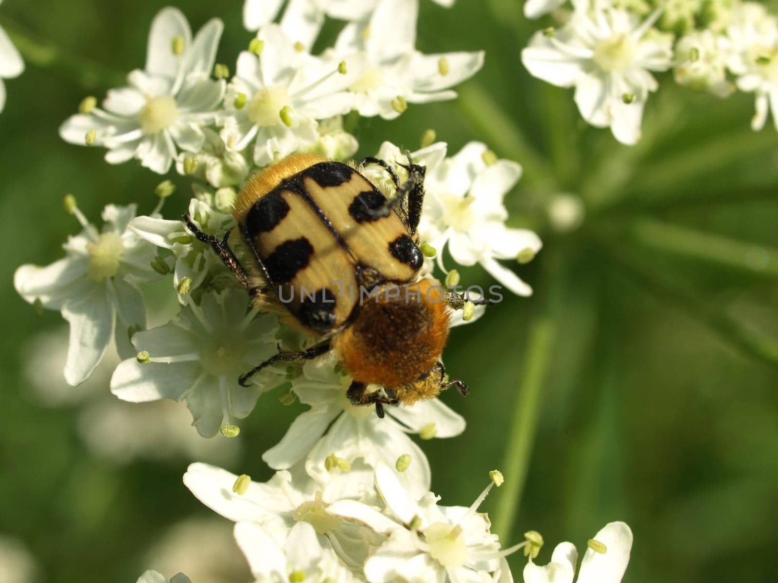 bee beetle