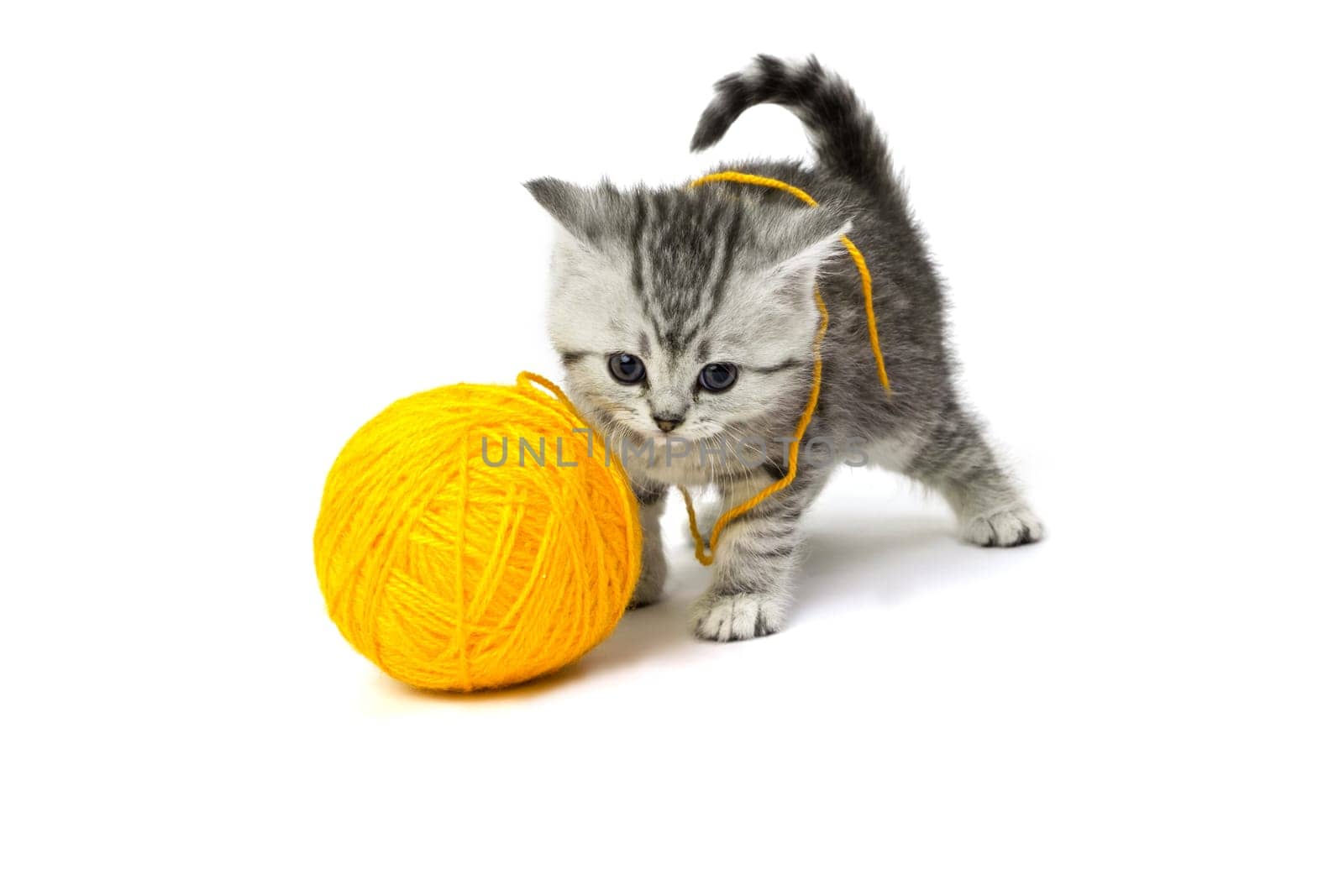 Little Tiger
