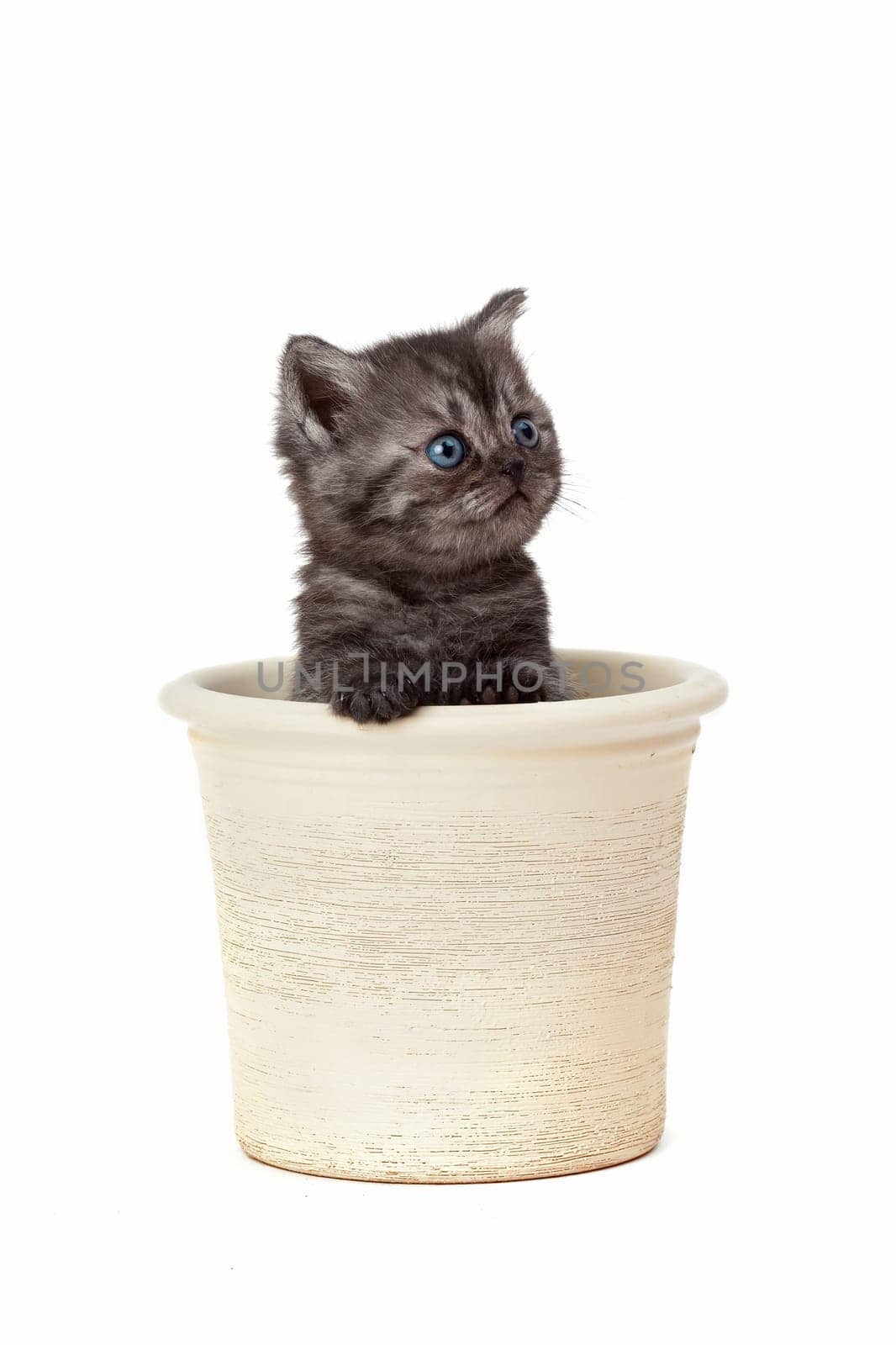 Little Tiger