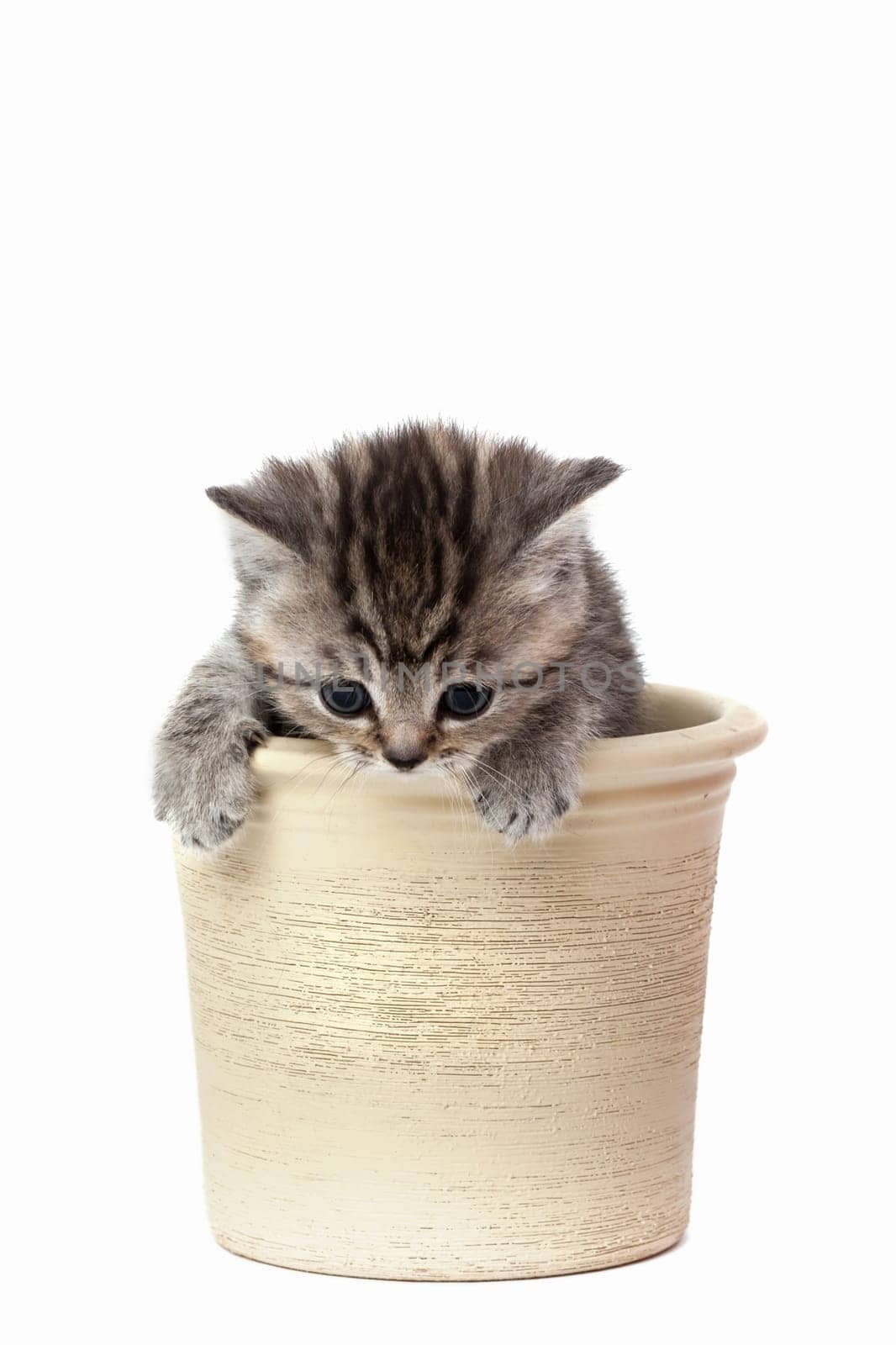 Little Tiger