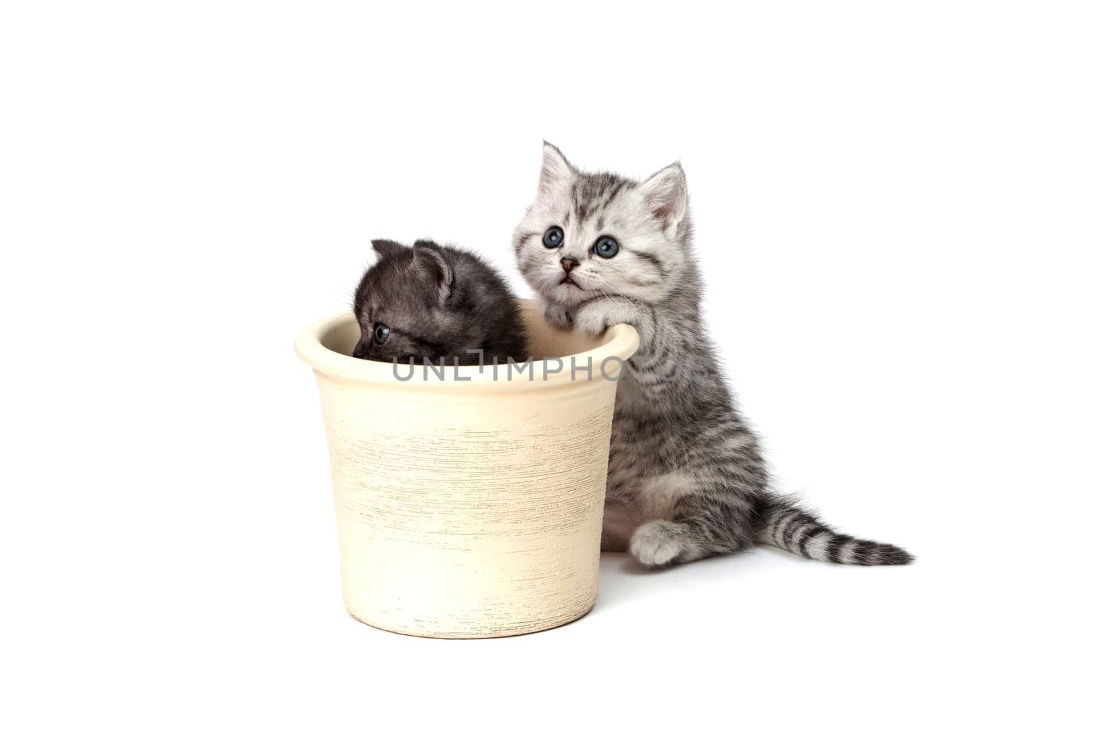 Little Tiger