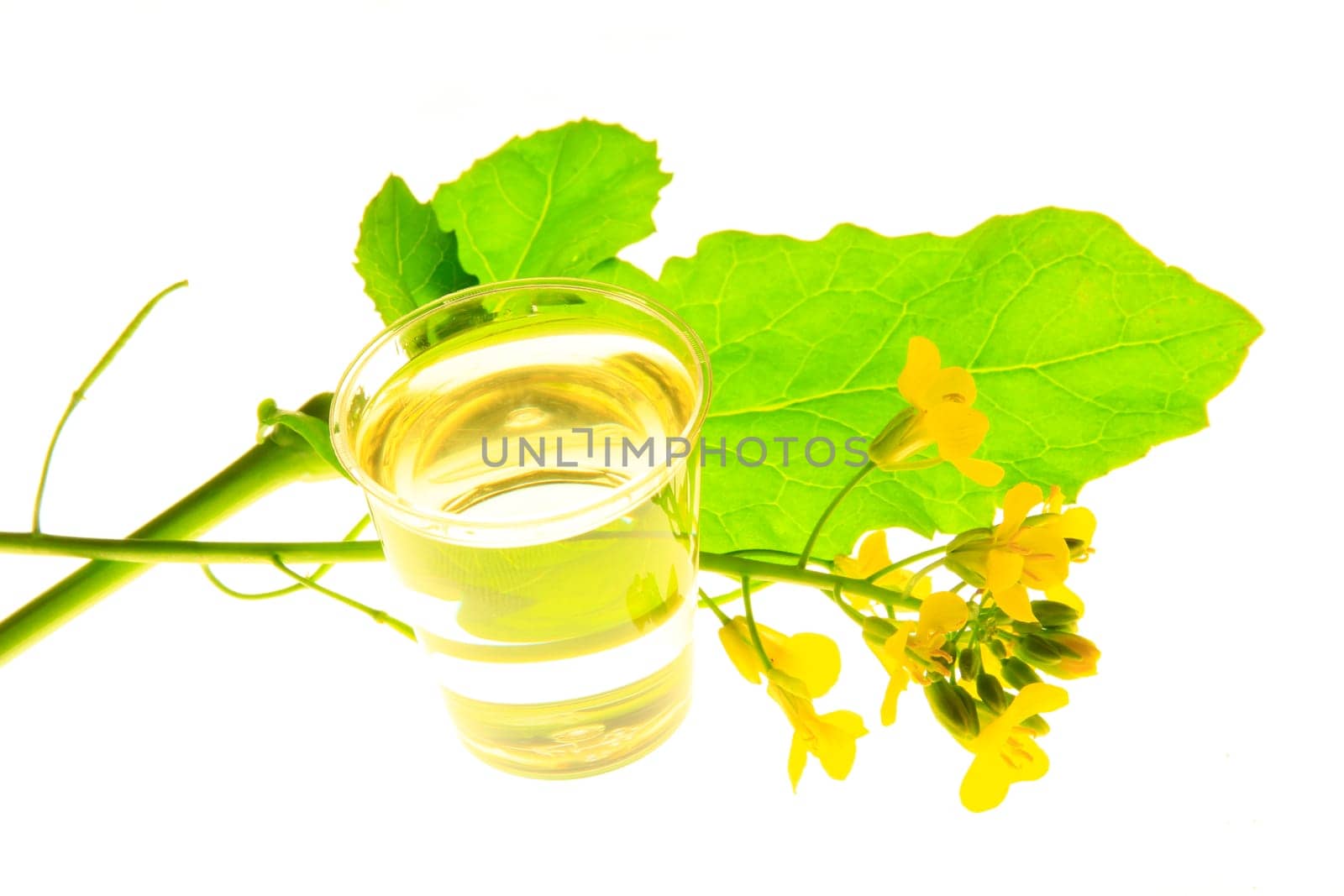 Flowering rapeseed and cup with rapeseed oil