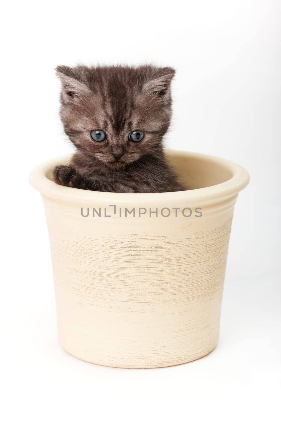 Little Tiger
