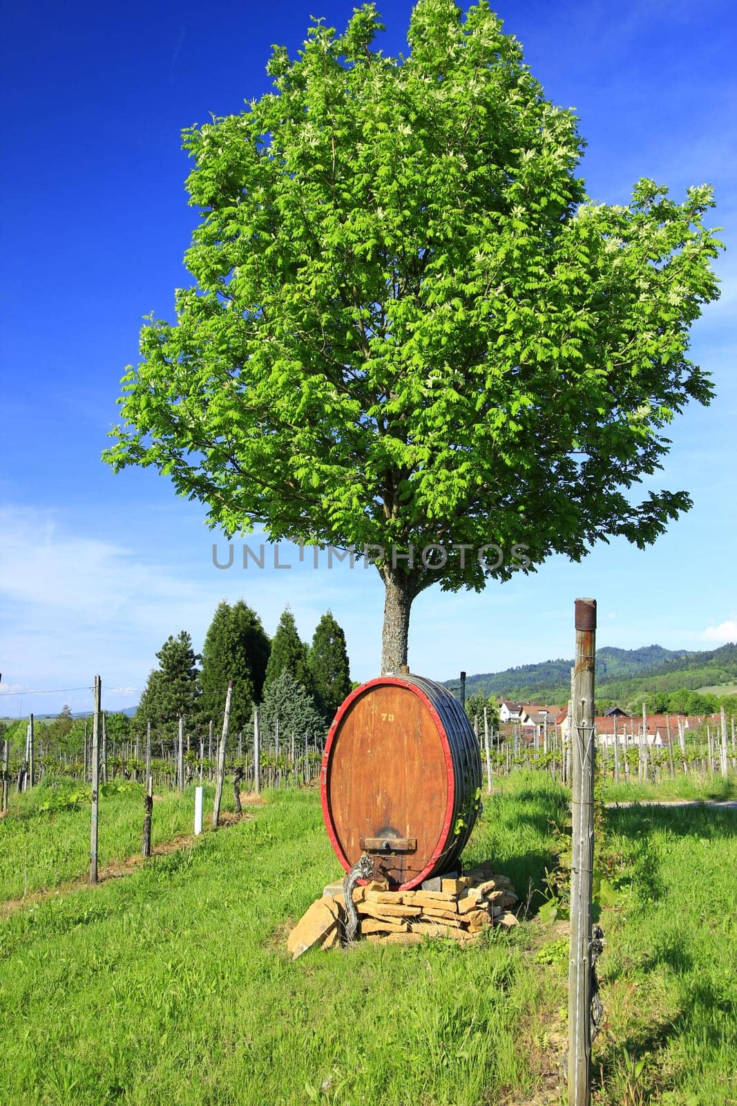 Wine barrel in the vineyards at the Kaiserstuhl,Baden-Württemberg,Germany
