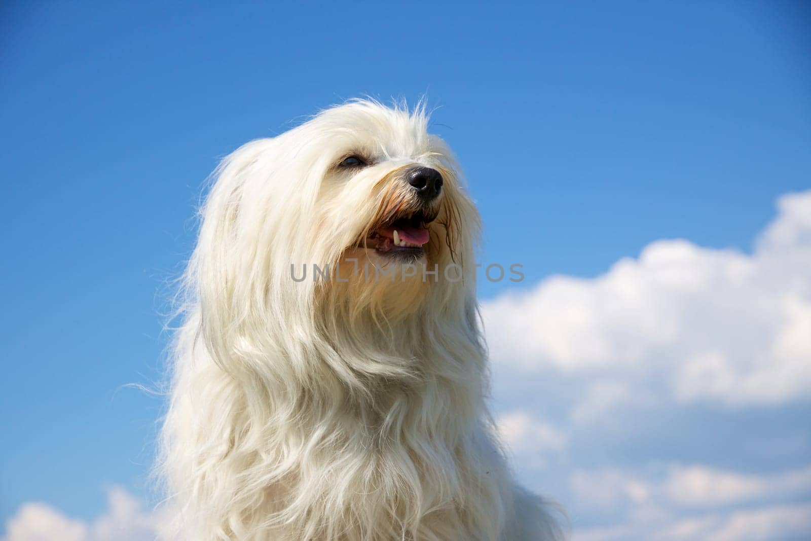 Havanese dog breed in front of blue sky