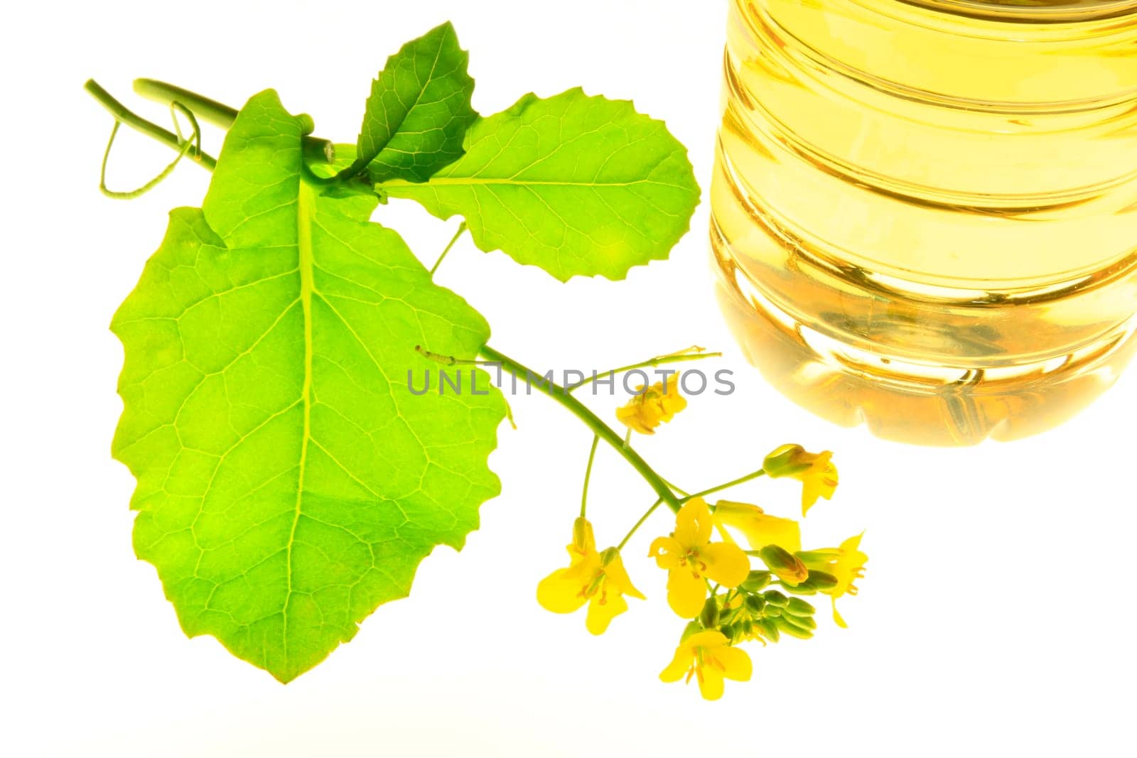 Flowering rapeseed (Brassica napus) and bottle of rapeseed oil