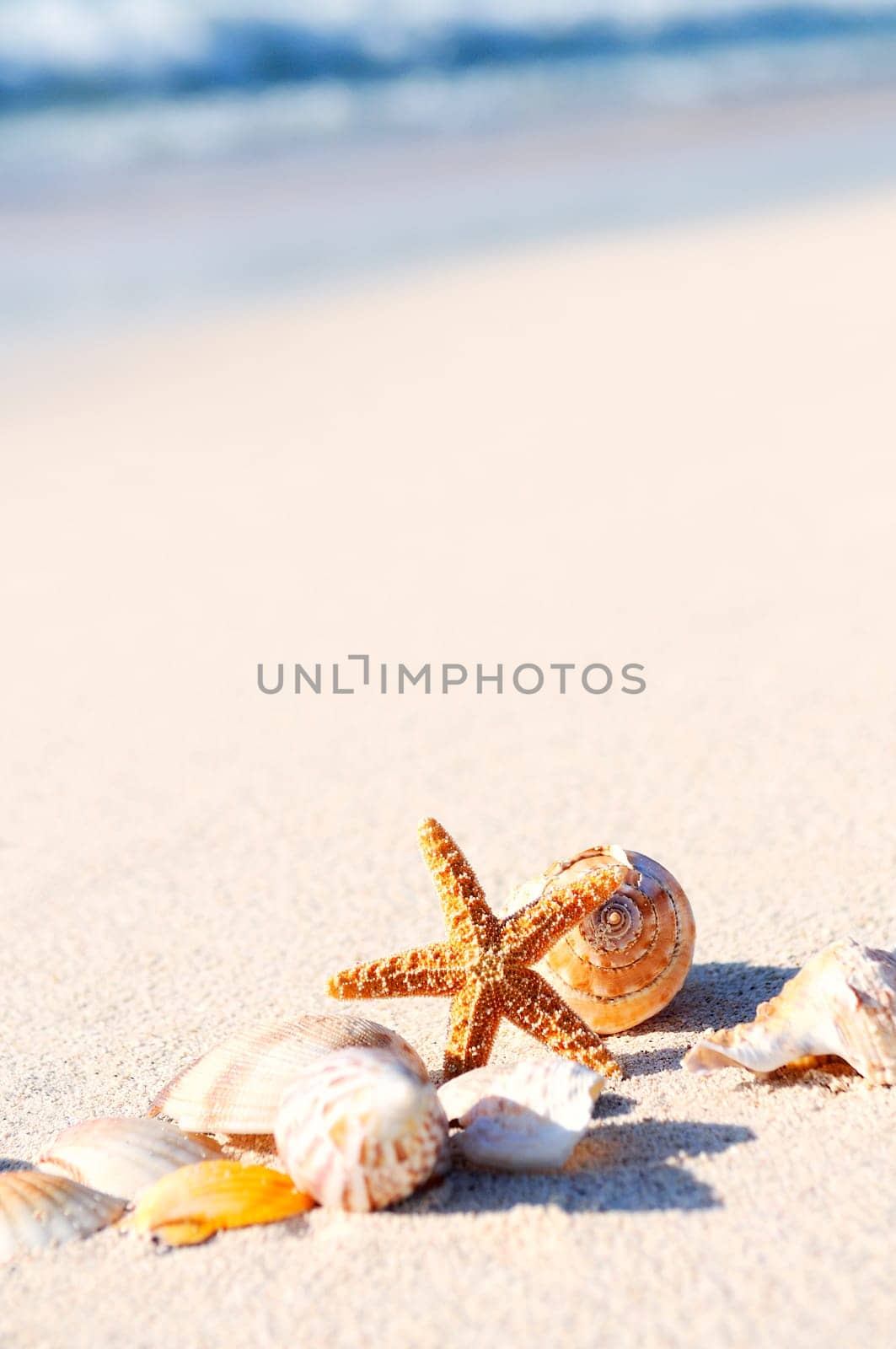sea shells with sand as background