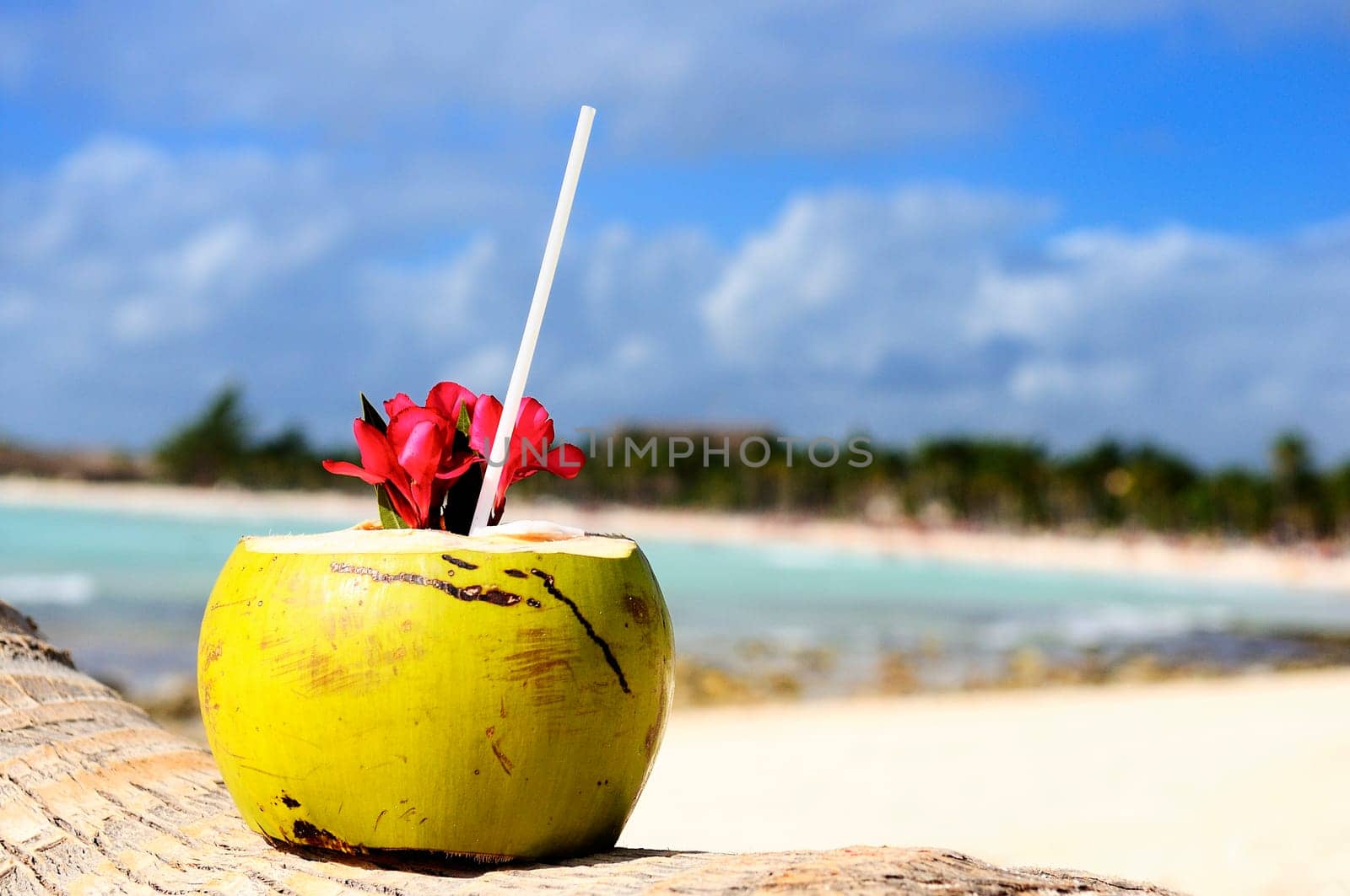 Coconut with drinking straw on a palm tree at the sea