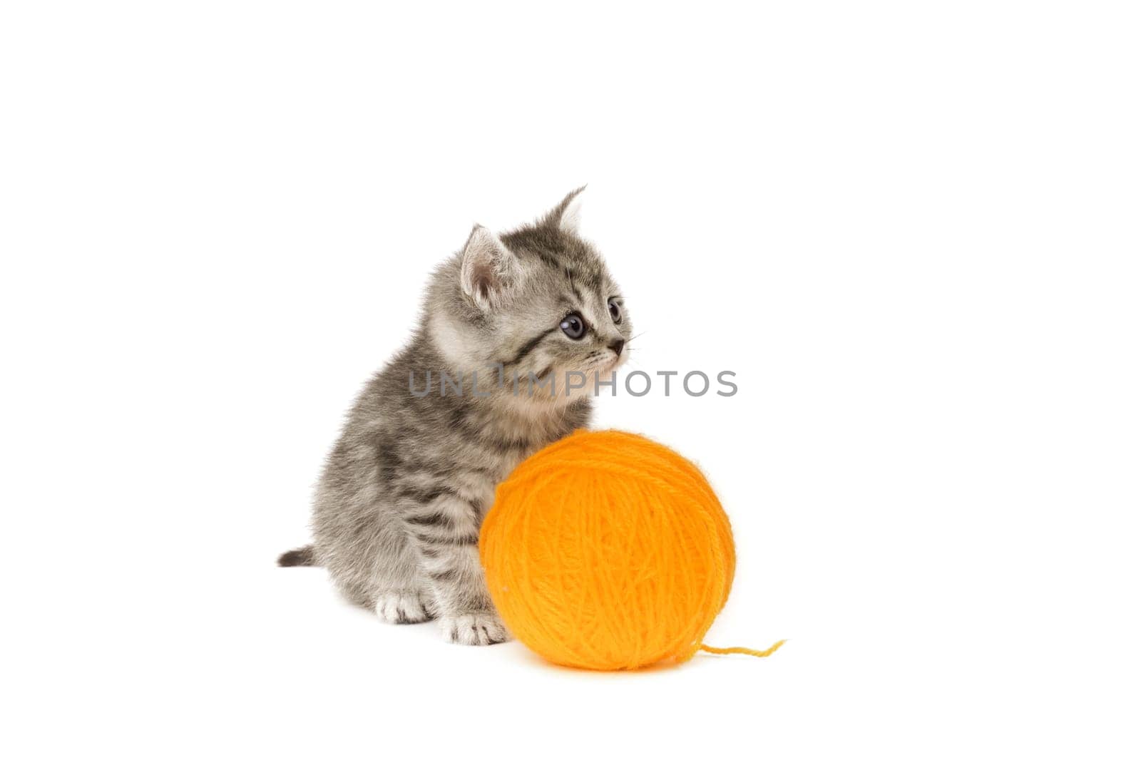Little Tiger