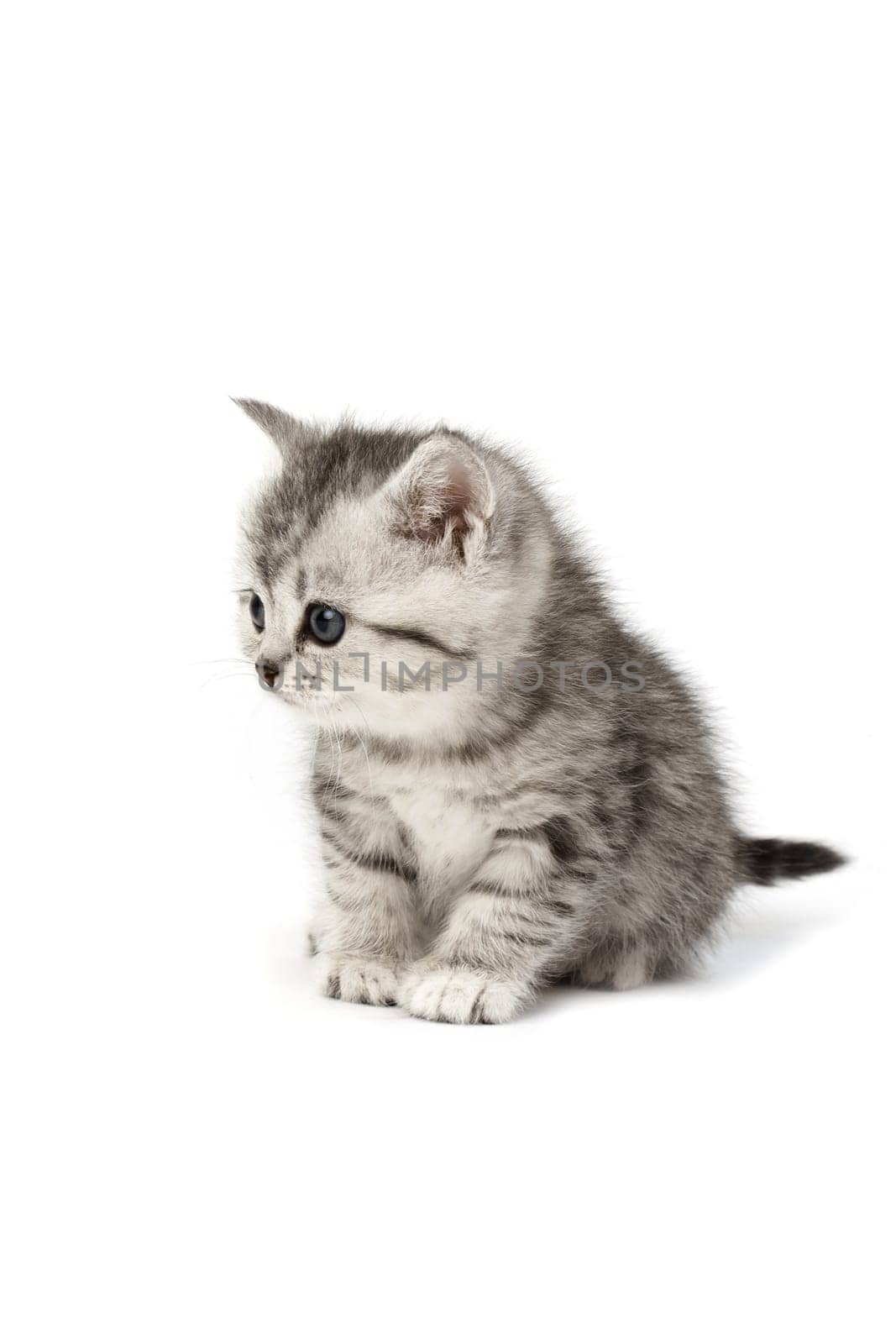 Little Tiger