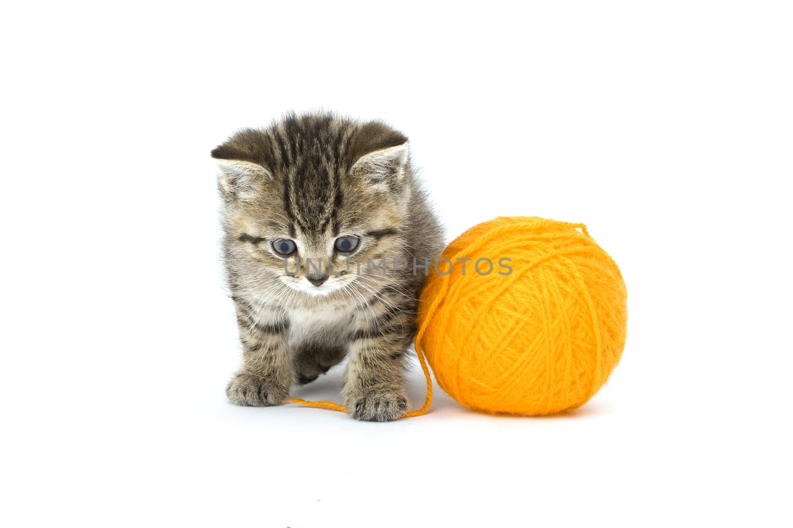Little Tiger
