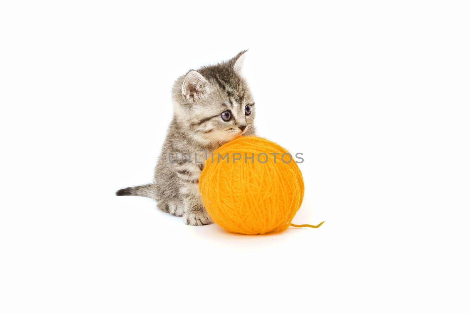 Little Tiger