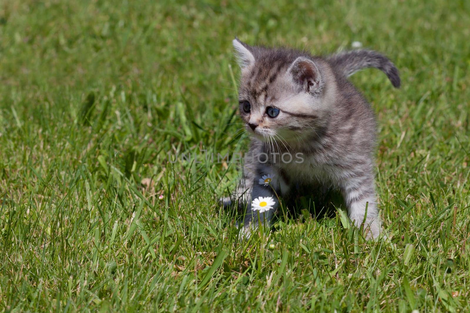 Little Tiger
