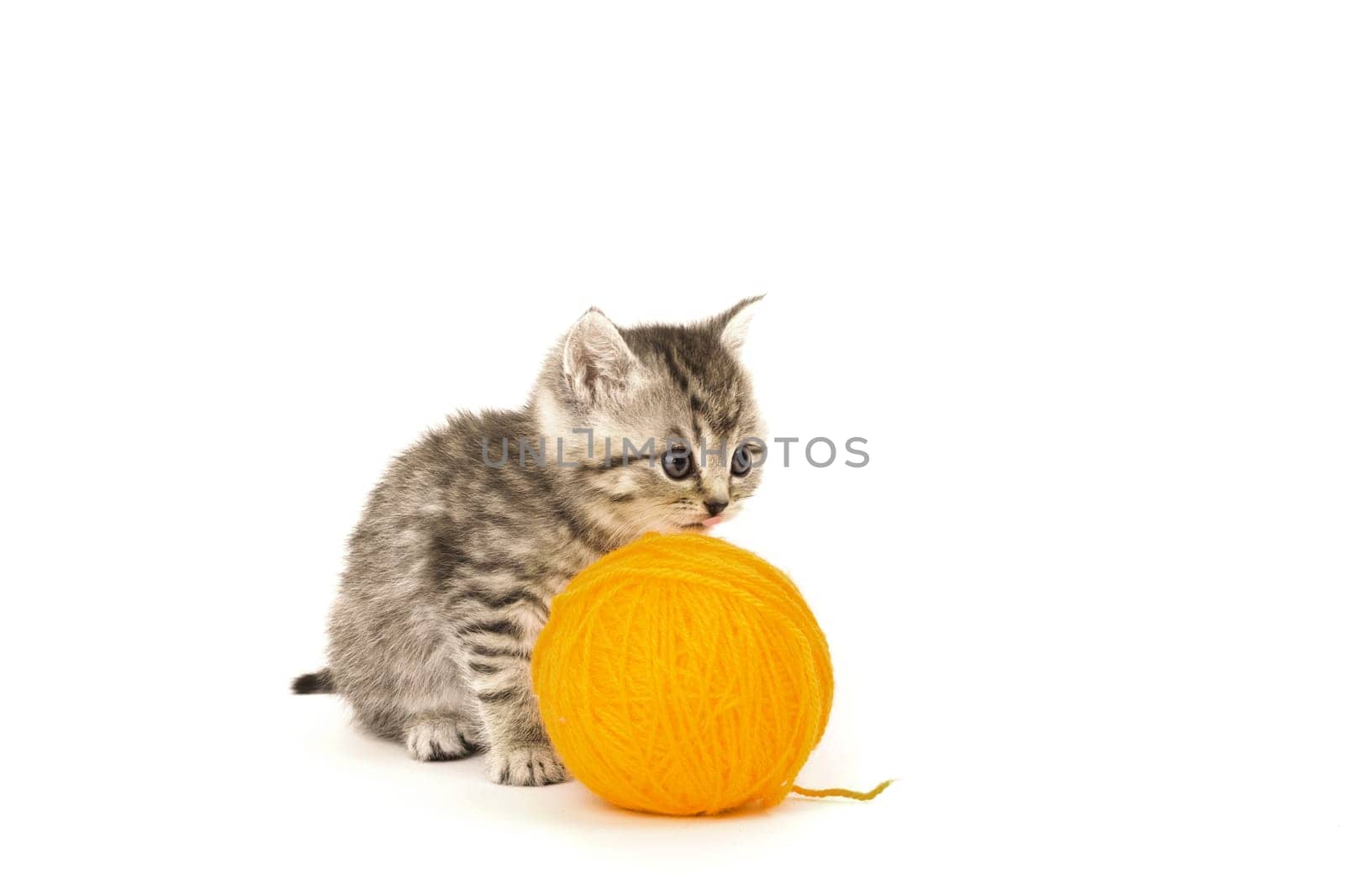 Little Tiger