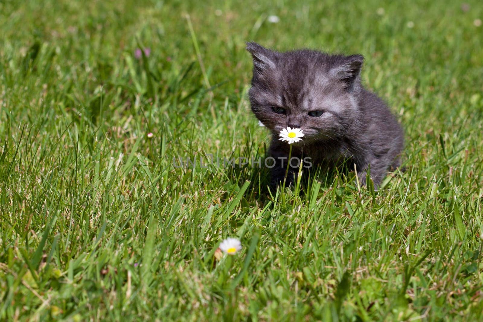 Little Tiger