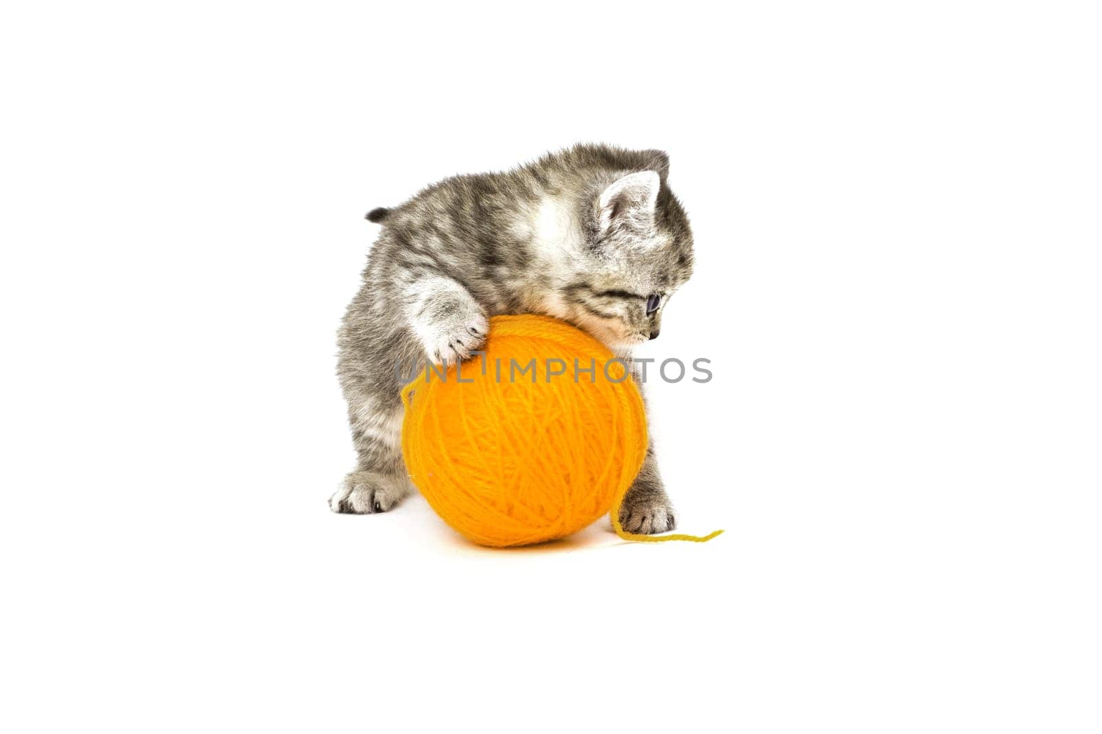 Little Tiger