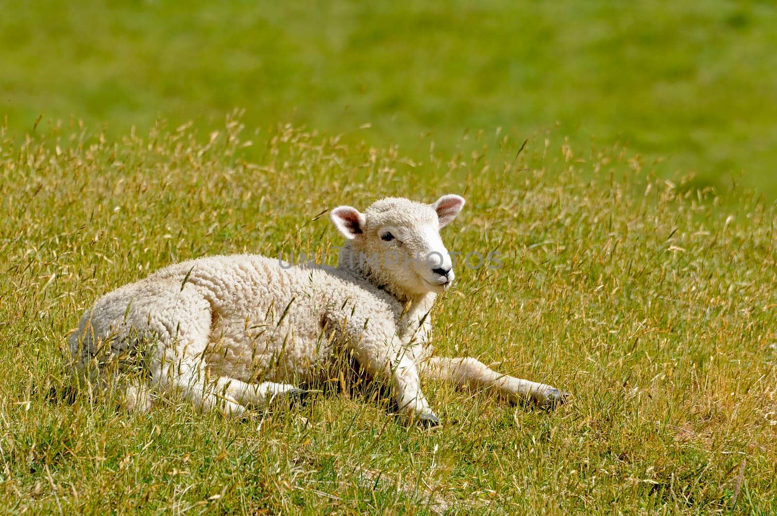 Young sheep