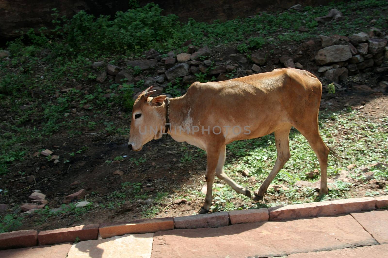 Brown skinned ox walking on sidewalk in morning sunlight