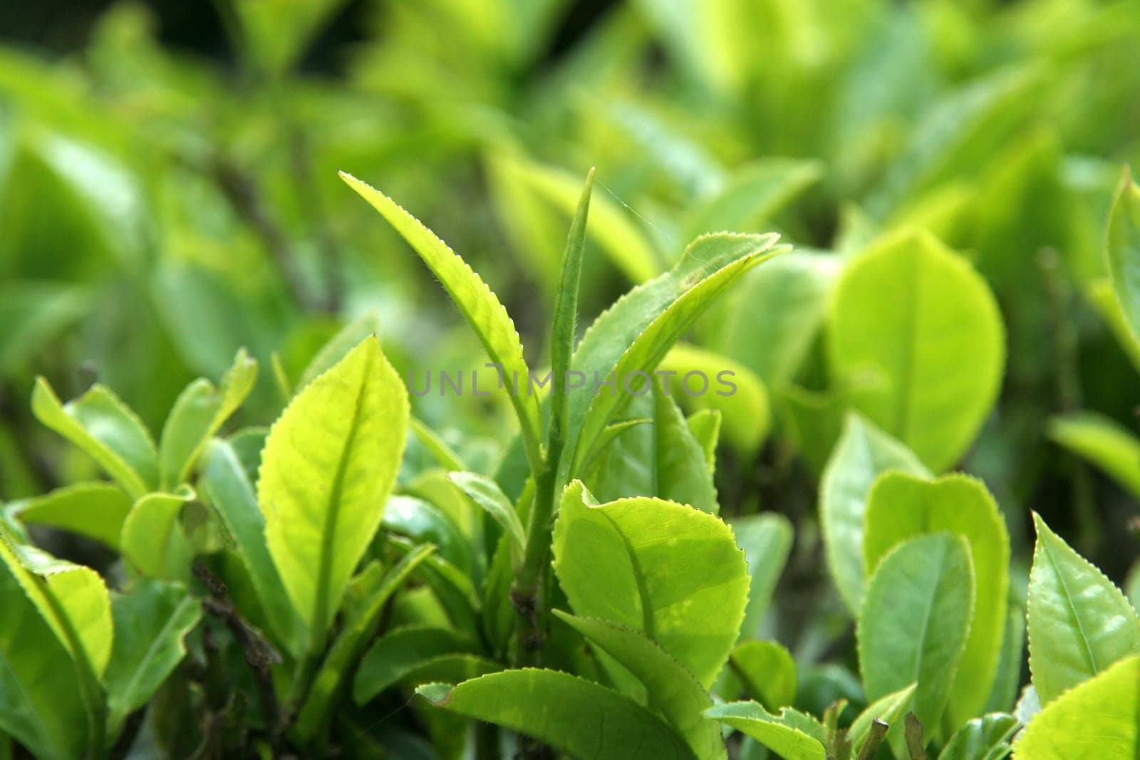 Close-up view of green, tender leaves of tea crop