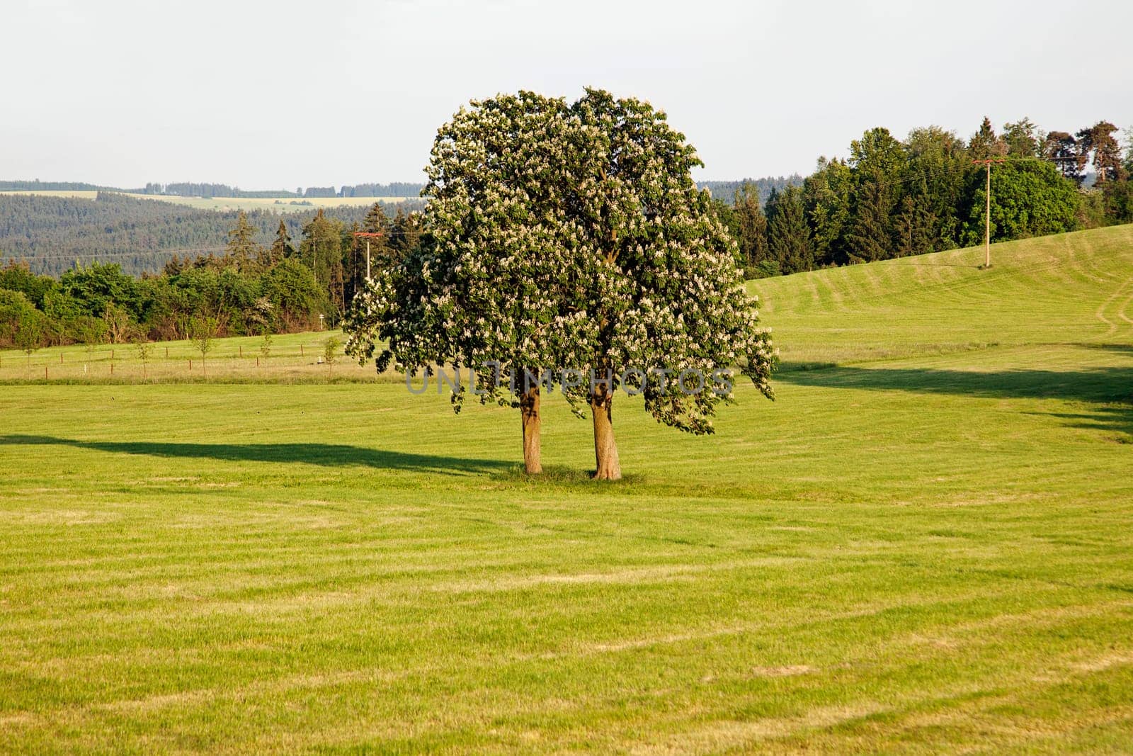 Thuringian Landscape