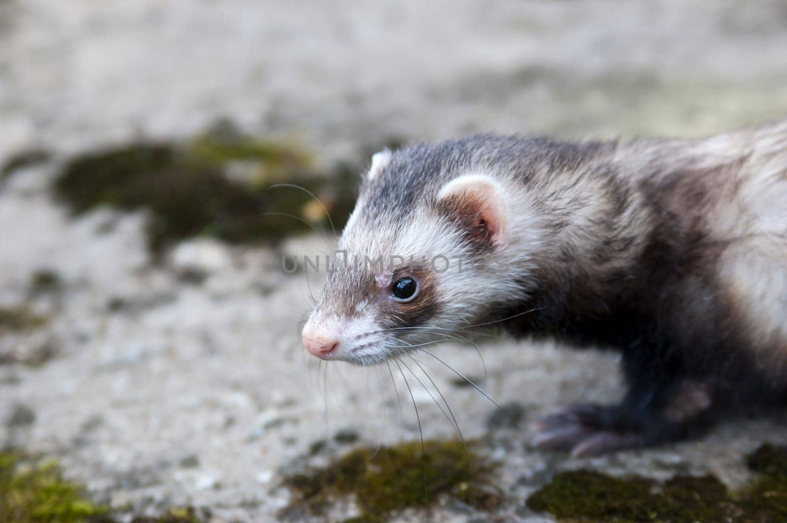 Ferret thinking about who he will catch today