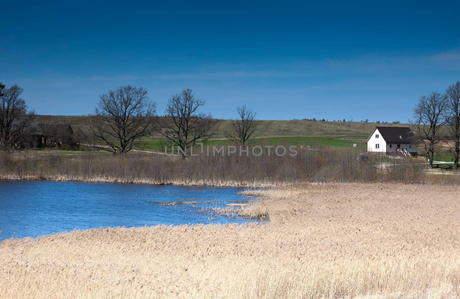 Owergrown lake with houses and field as background