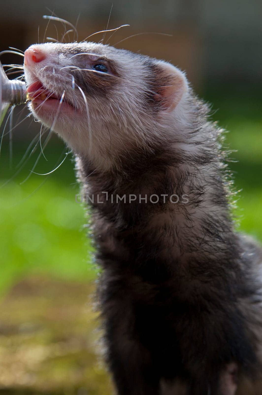Ferret drinking from plastic bottle some fresh water