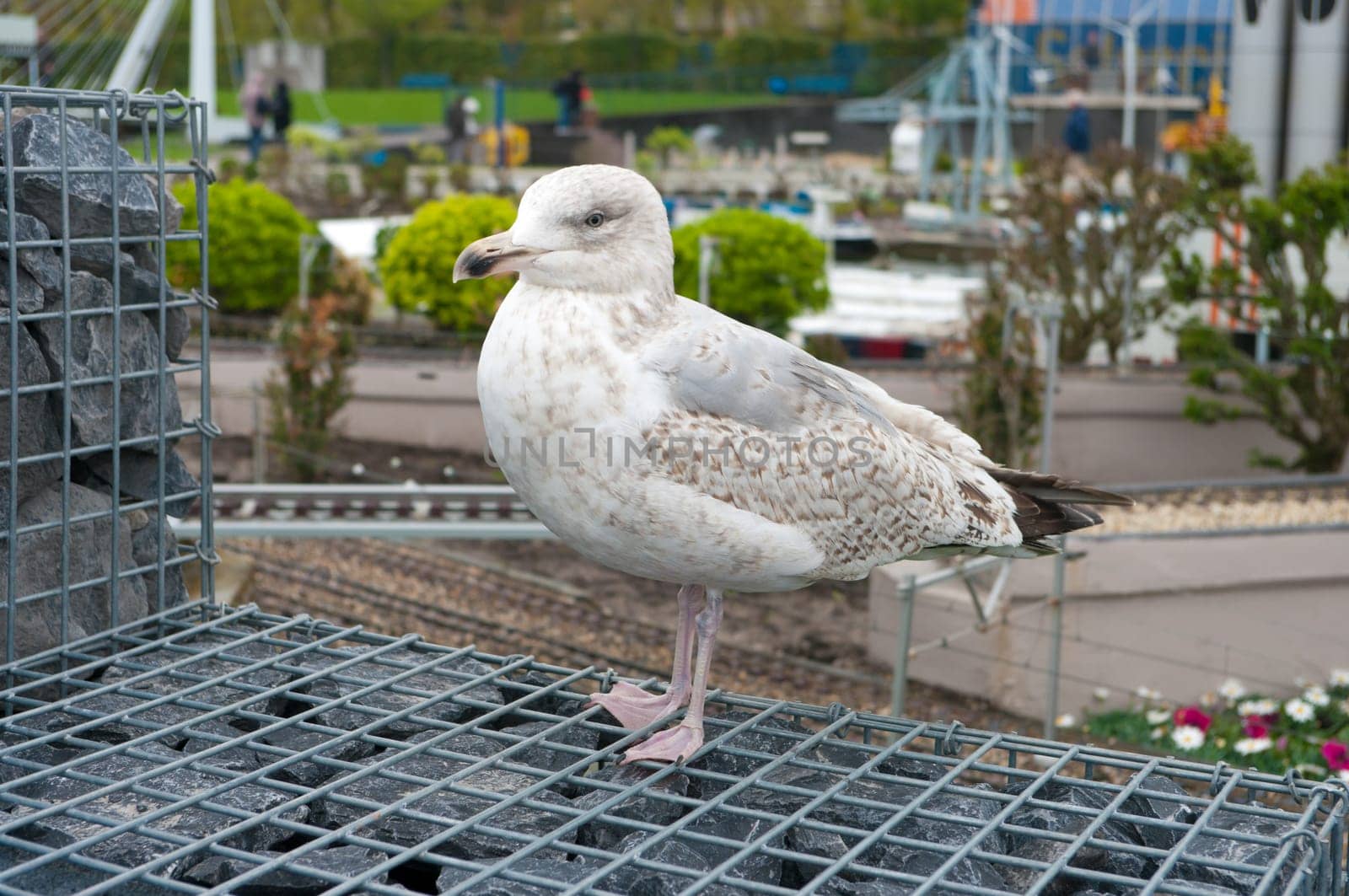 seagull in winter coat resting in a park