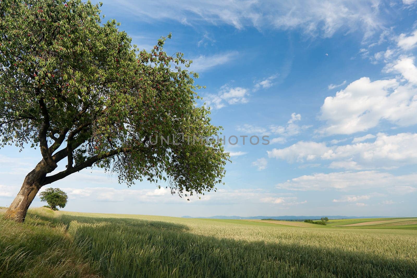 Landscape with cherry tree,nature with field,sky and clouds