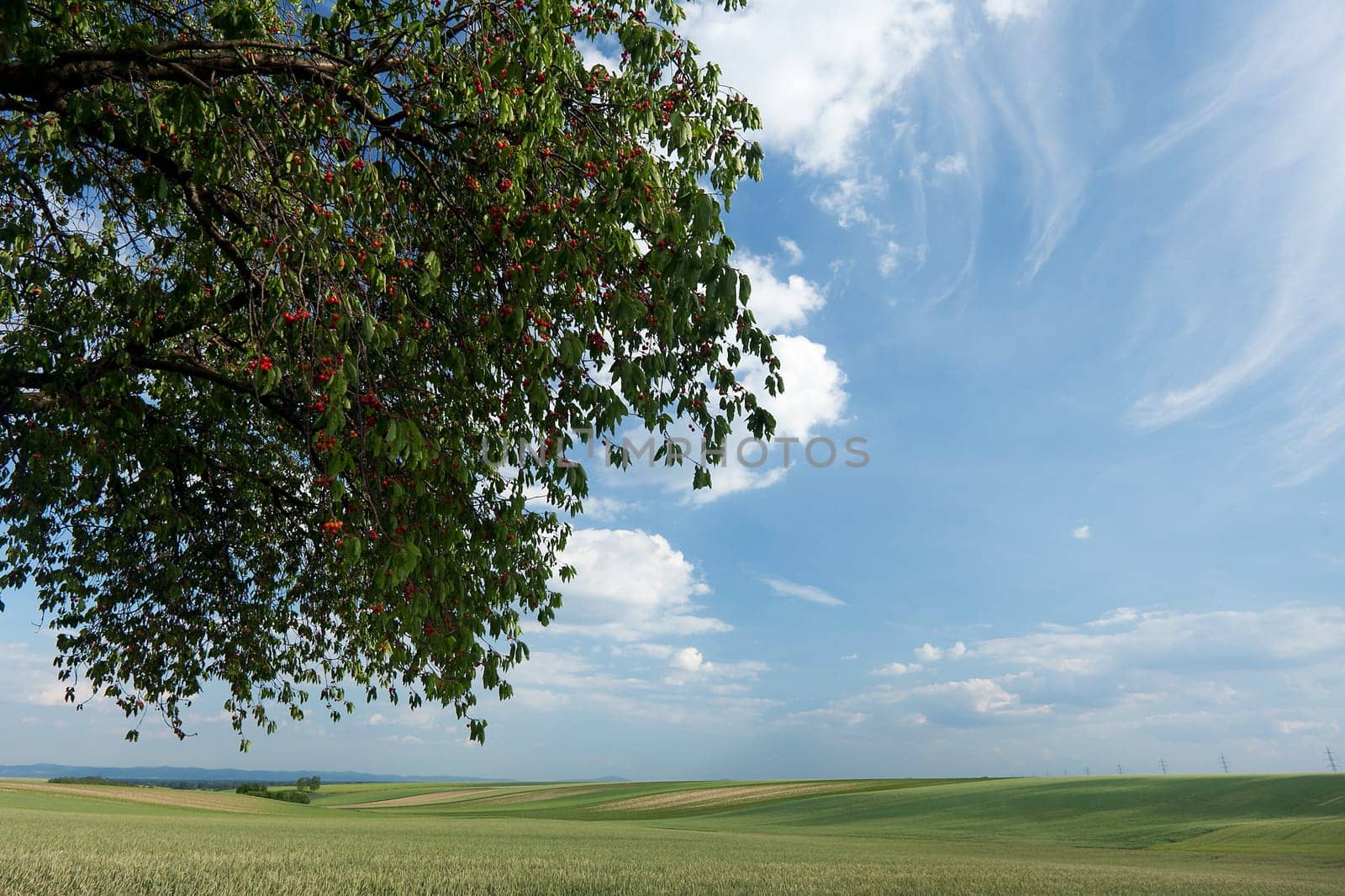 Landscape with cherry tree,nature with field,sky and clouds