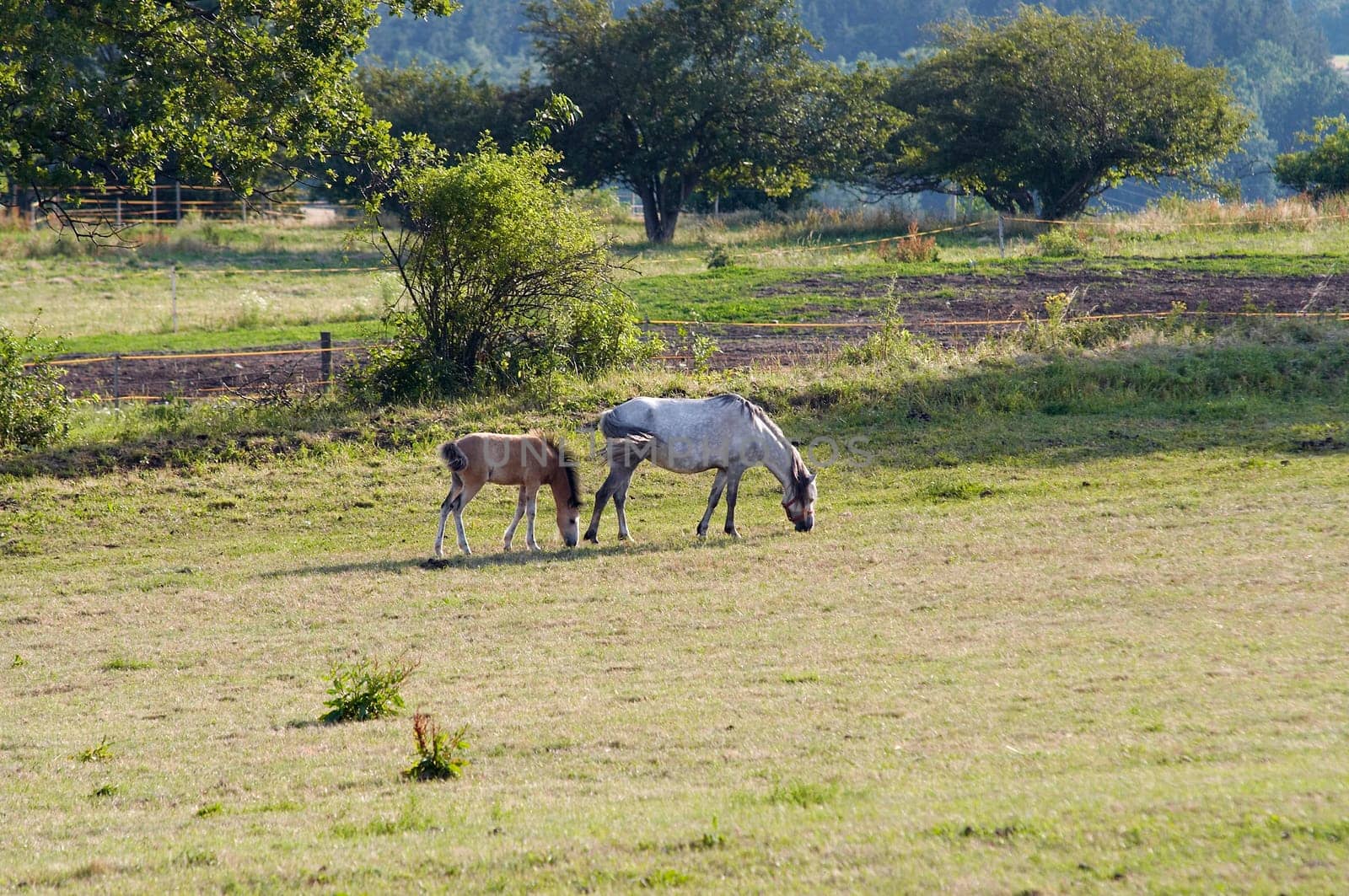 Shot of the mare with colt on horse lot