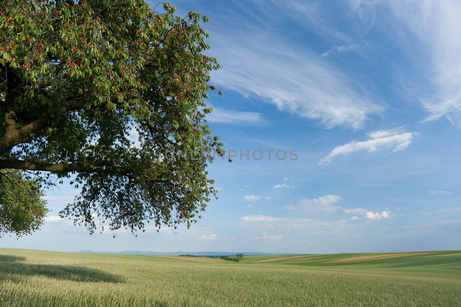 Landscape with cherry tree,nature with field,sky and clouds