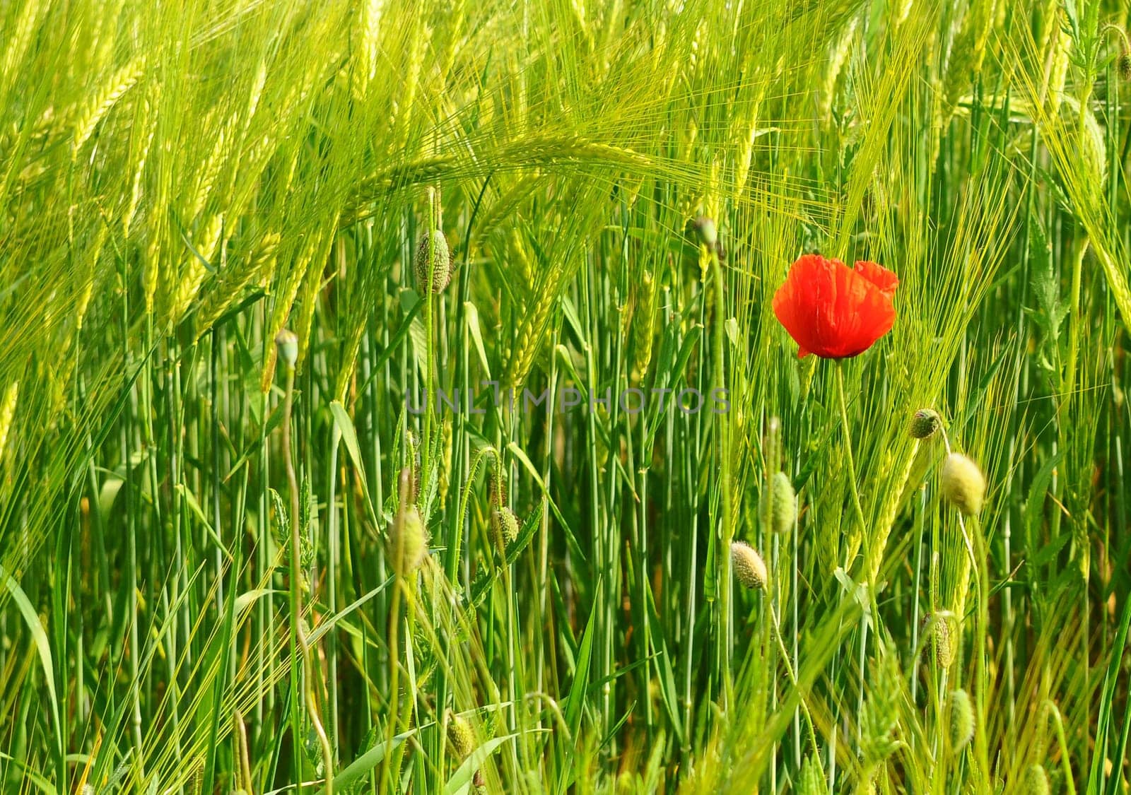 Rye field with poppy blossom