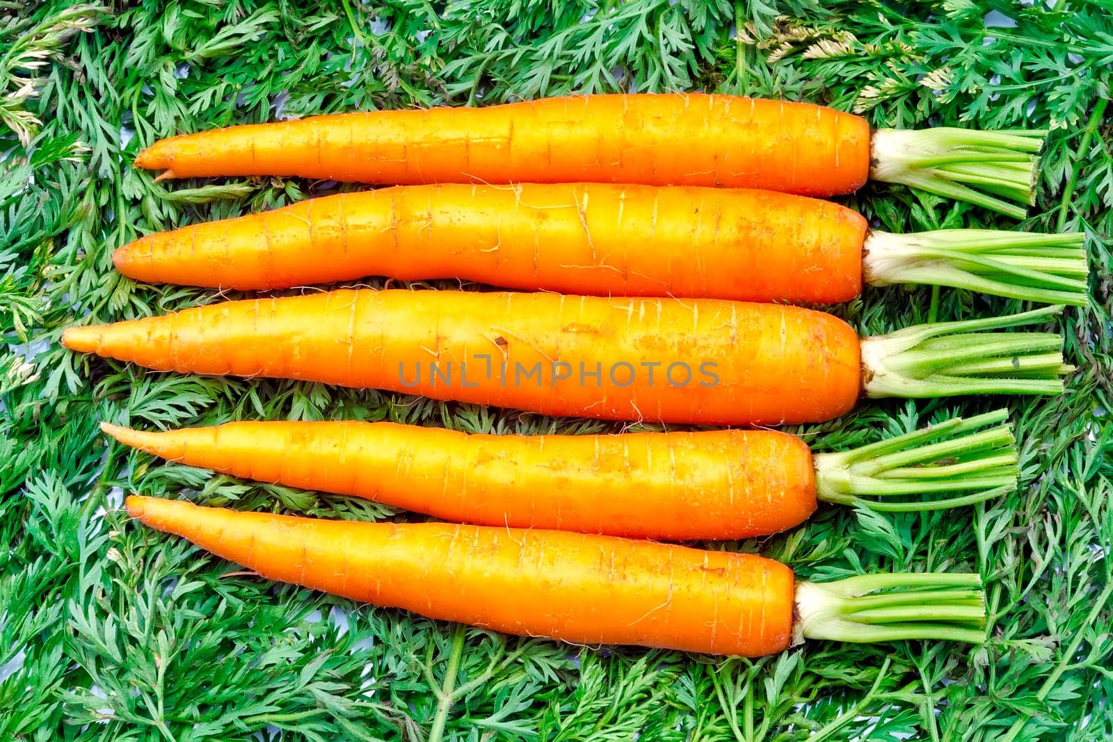 Fresh carrots , background of carrot leaves
