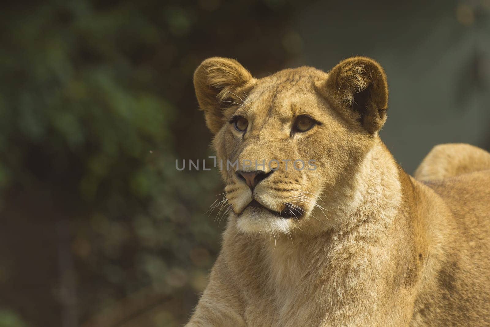 Young lion lying on a tree trunk (dark background)