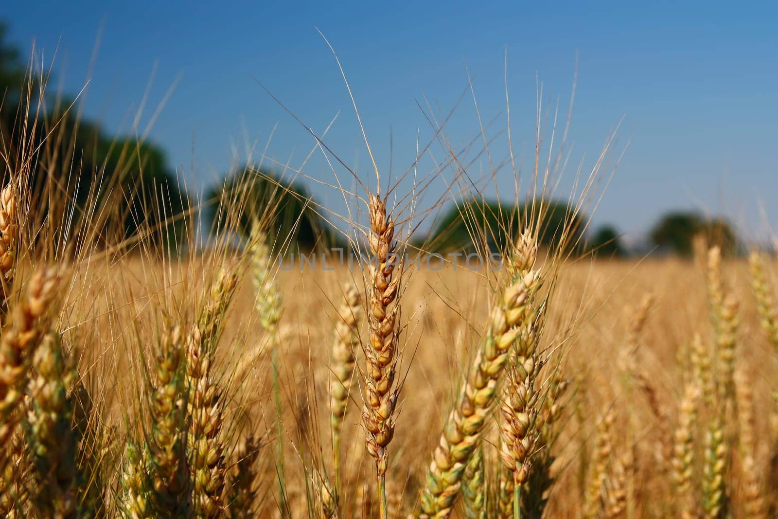 Detailed view of the field ripening grain.