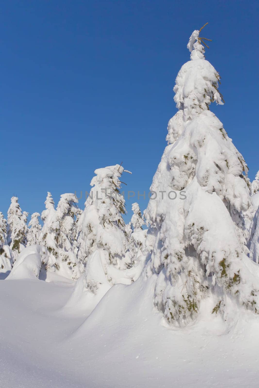 Winter view of snow covered mountain and trees with blue sky in the background (Mountains Jeseniky, Czech Republic)